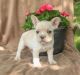 French Bulldog Puppies for sale in NY State Thruway, New York, USA. price: NA