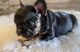 French Bulldog Puppies for sale in Pittsburgh, PA, USA. price: $600