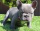 French Bulldog Puppies for sale in 1031 Walnut Ave, Fremont, CA 94536, USA. price: NA