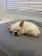 French Bulldog Puppies for sale in Winter Garden, FL 34787, USA. price: NA