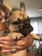 French Bulldog Puppies for sale in West Chester, PA, USA. price: NA
