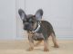 French Bulldog Puppies for sale in Bristol, IN 46507, USA. price: $9,250