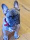 French Bulldog Puppies for sale in Oak Park, IL, USA. price: $2,900