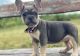 French Bulldog Puppies for sale in Newark, NJ, USA. price: $350