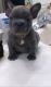 French Bulldog Puppies for sale in Hampton, VA, USA. price: $650