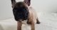 French Bulldog Puppies for sale in 48188 Harris Rd, Belleville, MI 48111, USA. price: NA