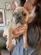 French Bulldog Puppies for sale in Louisville, KY, USA. price: $3,500