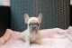 French Bulldog Puppies for sale in Layton, UT, USA. price: $1,200