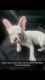 French Bulldog Puppies for sale in Bayonne, NJ, USA. price: $2,000
