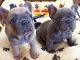 French Bulldog Puppies for sale in Atlanta, ID 83716, USA. price: NA