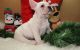 French Bulldog Puppies for sale in Alabaster, AL, USA. price: $2,500