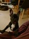French Bulldog Puppies for sale in ON-401, Ontario, Canada. price: $1,000