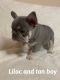 French Bulldog Puppies for sale in ON-401, Ontario, Canada. price: $1,500