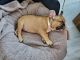French Bulldog Puppies for sale in West McLean, VA 22102, USA. price: NA