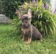 French Bulldog Puppies for sale in Vancouver, BC, Canada. price: NA