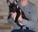 French Bulldog Puppies for sale in Wappingers Falls, NY 12590, USA. price: NA