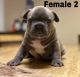 French Bulldog Puppies for sale in Carson City, NV, USA. price: NA