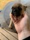French Bulldog Puppies for sale in Bonham, TX 75418, USA. price: NA