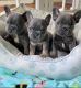 French Bulldog Puppies for sale in Newark, NJ 07101, USA. price: NA