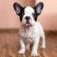 French Bulldog Puppies for sale in Pippy Pl, St. John's, NL A1B, Canada. price: NA