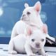 French Bulldog Puppies for sale in Livingston, NJ 07039, USA. price: $500