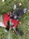 French Bulldog Puppies for sale in Milan, OH, USA. price: NA