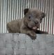 French Bulldog Puppies for sale in 5226 Summer Ave, Memphis, TN 38122, USA. price: NA