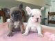French Bulldog Puppies for sale in Baton Rouge, SC 29706, USA. price: $790