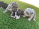 French Bulldog Puppies for sale in Murrieta, CA 92562, USA. price: $5,000