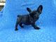 French Bulldog Puppies for sale in La Habra Heights, CA, USA. price: NA
