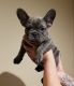 French Bulldog Puppies for sale in San Fernando Valley, CA, USA. price: $4,500