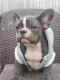 French Bulldog Puppies for sale in Beverly Hills, CA 90211, USA. price: NA