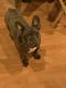 French Bulldog Puppies for sale in San Jacinto, CA, USA. price: $3,500