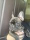 French Bulldog Puppies for sale in Tracy, CA, USA. price: NA