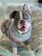French Bulldog Puppies for sale in Gulfport, FL 33707, USA. price: NA