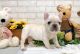 French Bulldog Puppies for sale in CA-99, Los Molinos, CA, USA. price: NA
