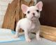 French Bulldog Puppies for sale in CA-99, Los Molinos, CA, USA. price: NA