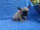 French Bulldog Puppies for sale in La Habra Heights, CA, USA. price: NA