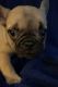 French Bulldog Puppies for sale in Harker Heights, TX, USA. price: NA