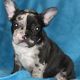 French Bulldog Puppies for sale in Los Gatos, CA, USA. price: NA