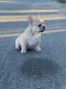 French Bulldog Puppies for sale in Palm Desert, CA 92211, USA. price: $4,000
