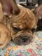 French Bulldog Puppies for sale in Brazos Bend, TX 76048, USA. price: NA