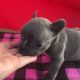 French Bulldog Puppies for sale in Knightdale, NC, USA. price: NA