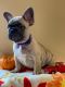 French Bulldog Puppies for sale in Springfield, VA, USA. price: NA