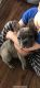 French Bulldog Puppies for sale in Prescott, AZ, USA. price: $3,500