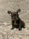 French Bulldog Puppies for sale in Santa Ana, CA, USA. price: $4,500