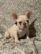 French Bulldog Puppies for sale in Santa Ana, CA, USA. price: NA