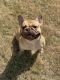 French Bulldog Puppies for sale in Belleville, IL, USA. price: NA