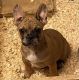 French Bulldog Puppies for sale in Pinon Hills, CA, USA. price: NA