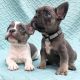 French Bulldog Puppies for sale in Berlin, Germany. price: 850 EUR